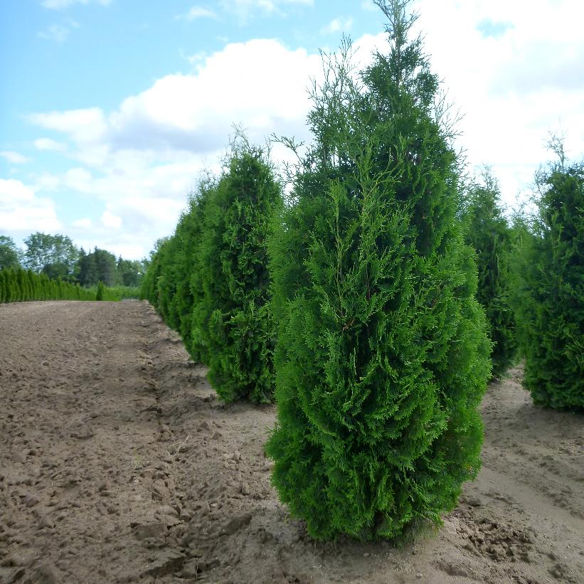 Pyramid Cedar, Pyramid Arborvitae