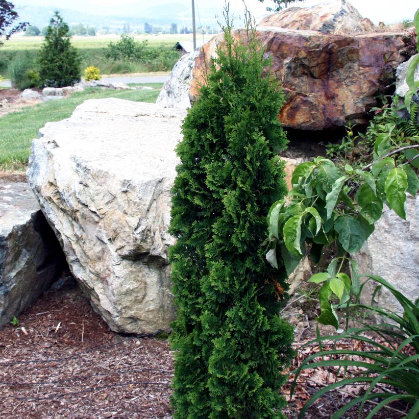 Holmstrup Cedar, Holmstrup Arborvitae