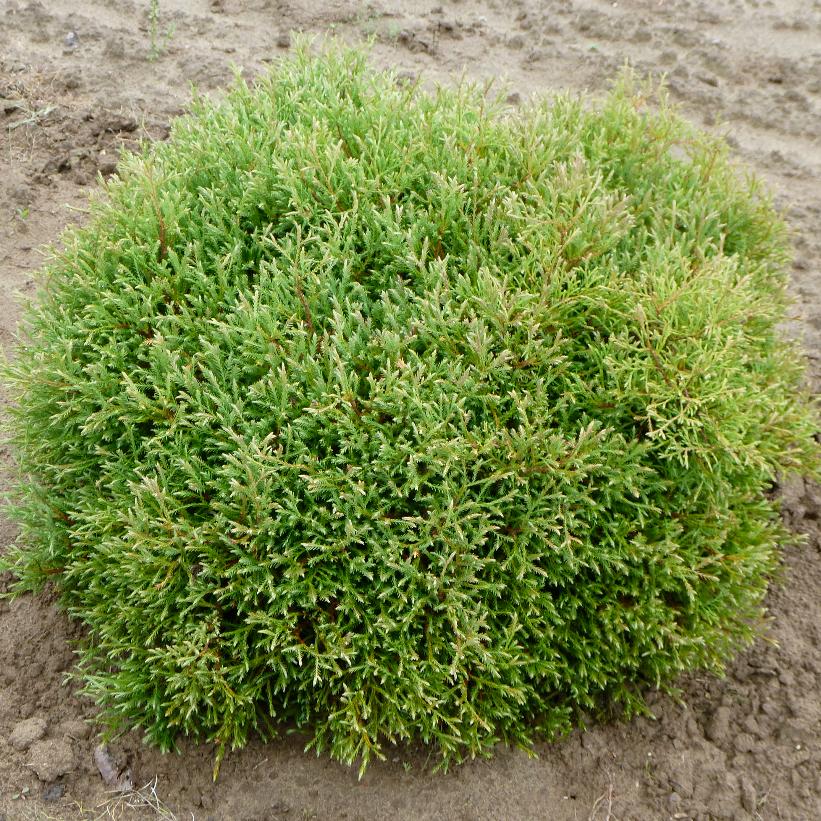 Linesville Cedar, Globe American Arborvitae