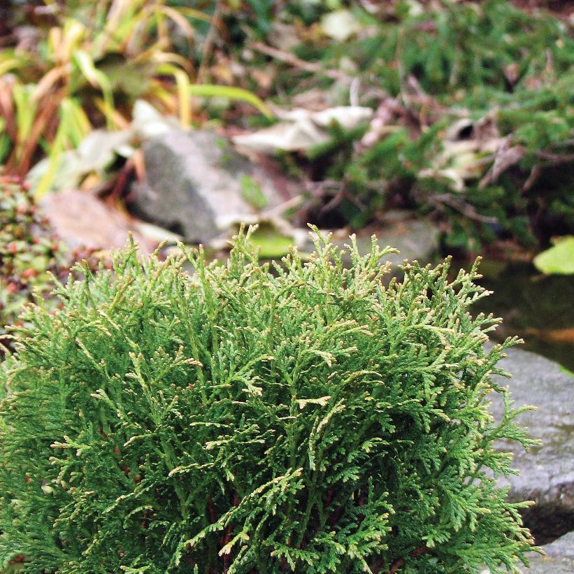 Little Giant Cedar, Little Giant Arborvitae
