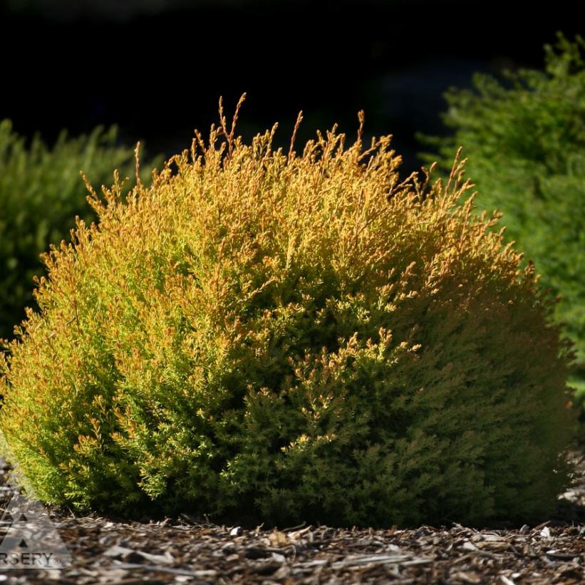 Rheingold Cedar, Rheingold Arborvitae