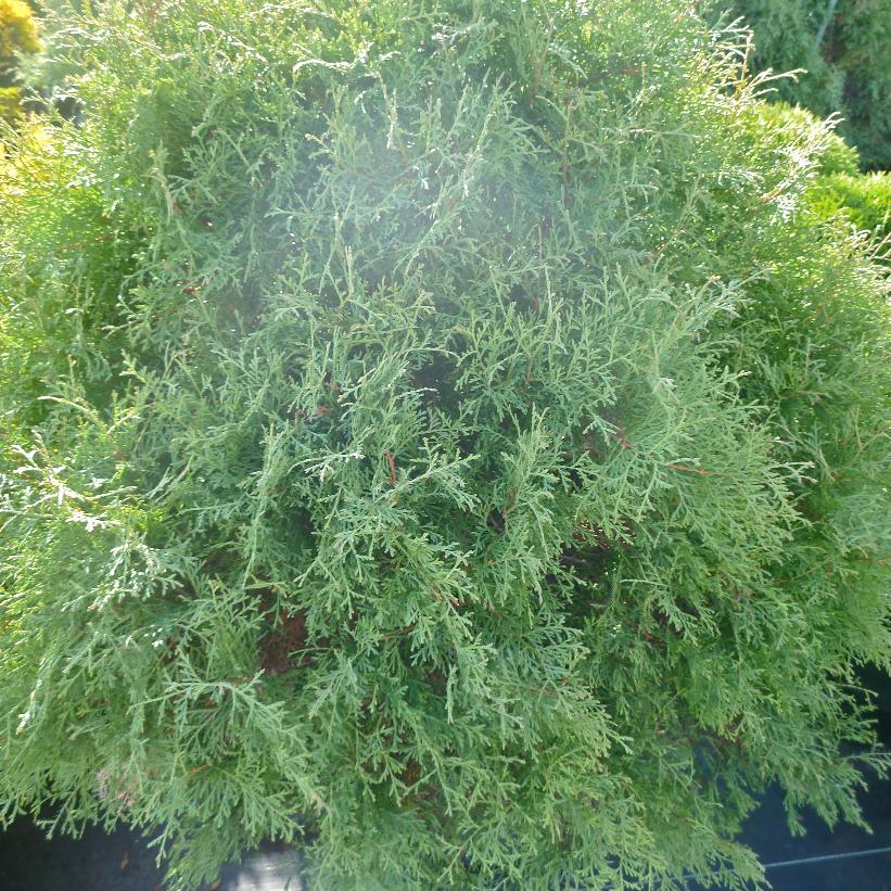Sherwood Moss Cedar, Sherwood Moss Arborvitae