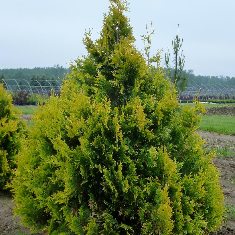 Sunkist Cedar, Sunkist Arborvitae