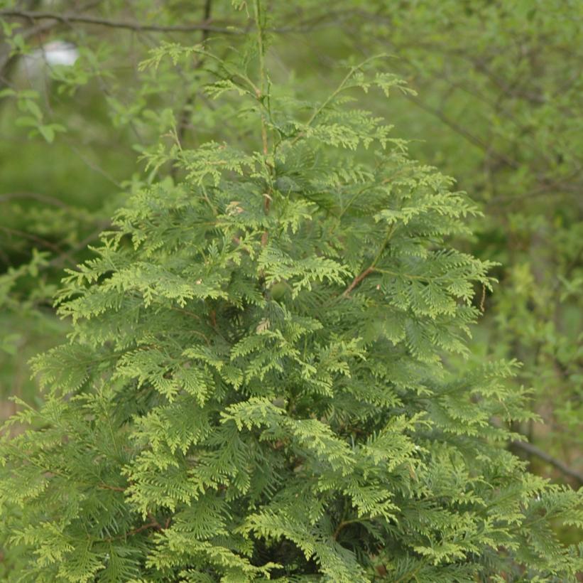Green Giant Cedar, Green Giant Arborvitae