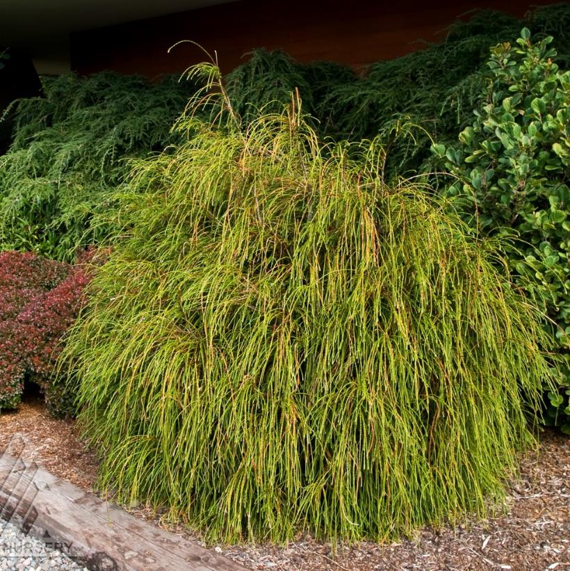 Whipcord Western Cedar, Green Mirror Arborvitae