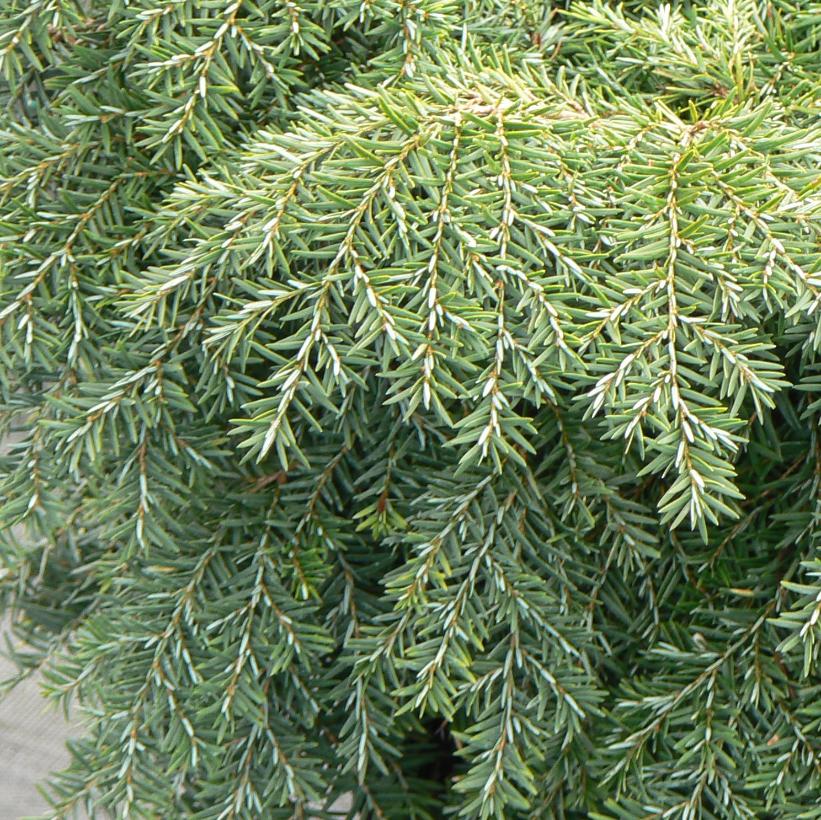 Jeddeloh Dwarf Canadian Hemlock, Bird&