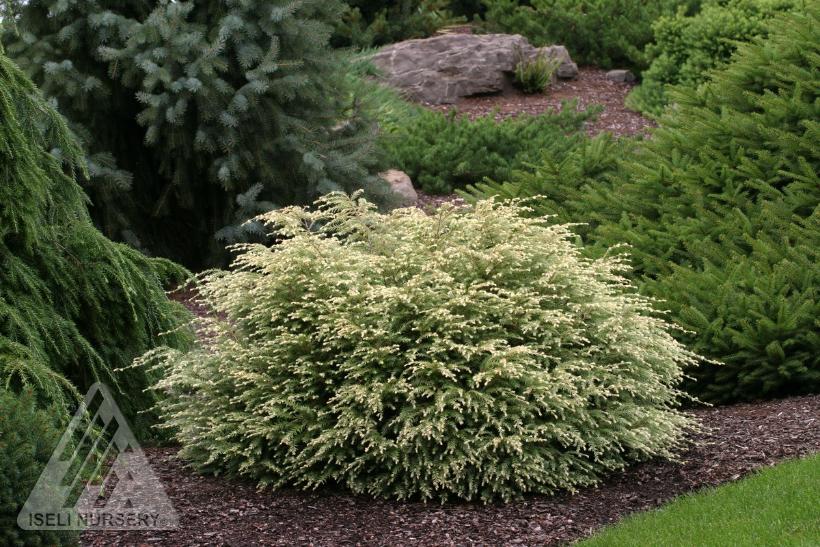 Moon Frost Canadian Hemlock, Moon Frost Eastern Hemlock