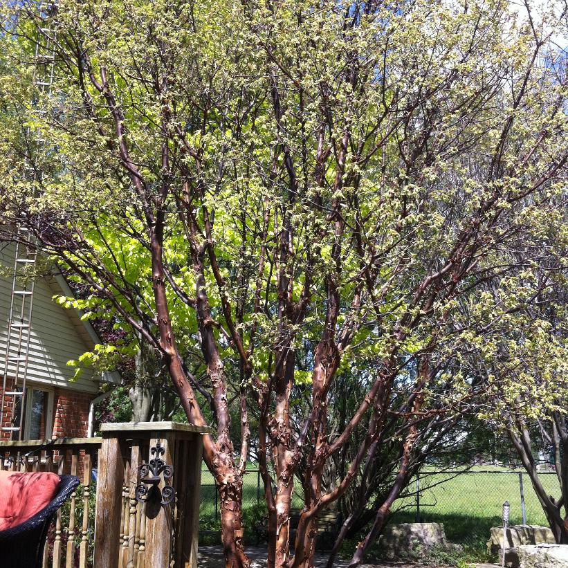Paperbark Maple