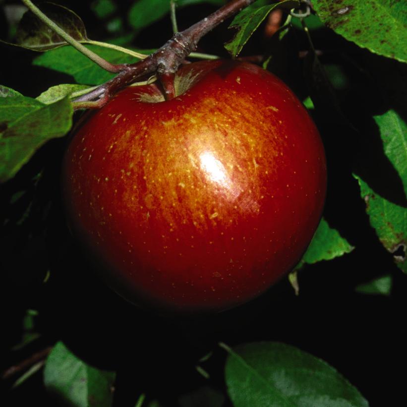 Haralson Apple