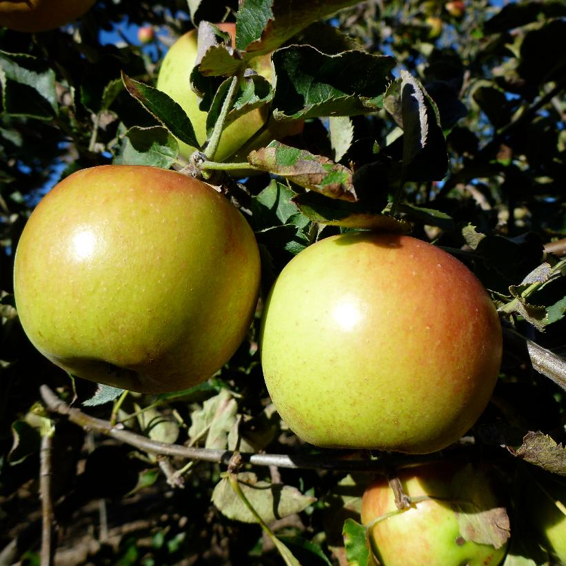 Jonagold Apple