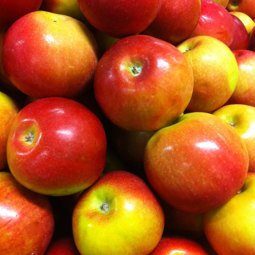 McIntosh Apple