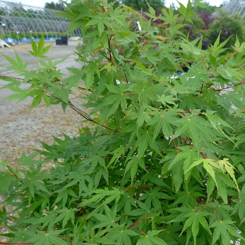 Japanese Maple - Acer palmatum