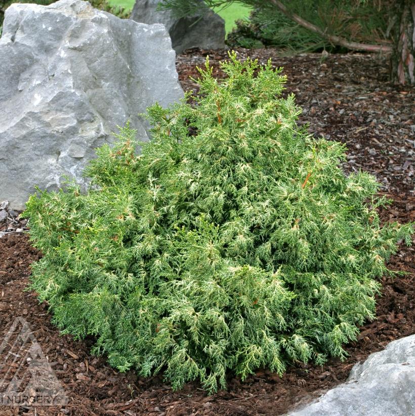 Mariesii Hinoki Falsecypress