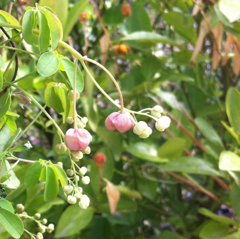 Chocolate Vine, Fiveleaf Akebia