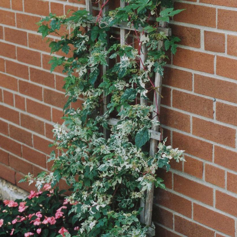 Variegated Porcelain Berry