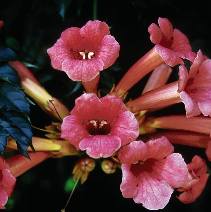 Trumpet Vine, Trumpet Creeper, Cow-Itch Vine
