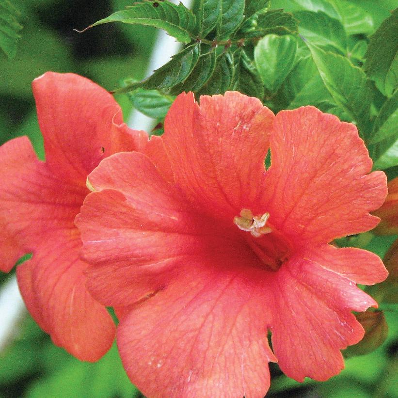 Flamenco Trumpet Vine