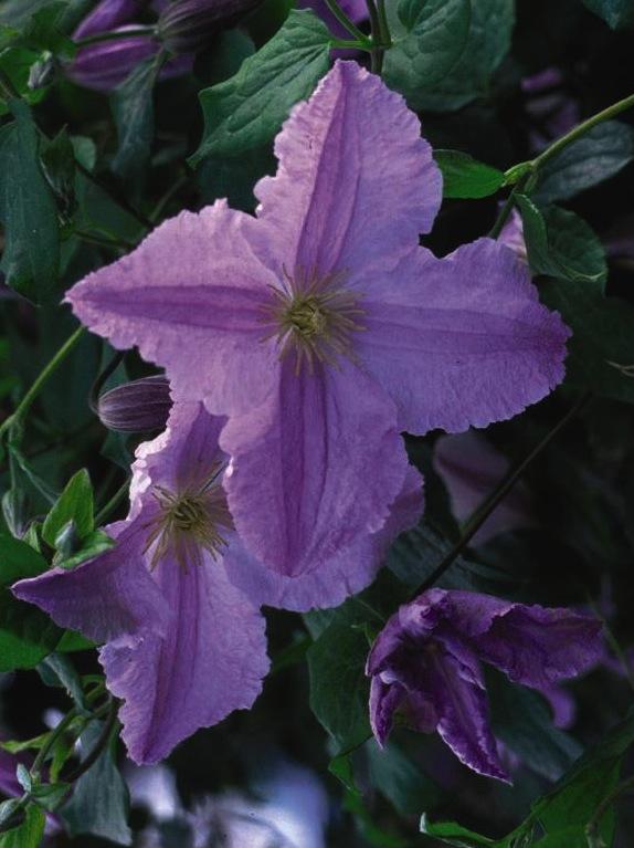 Blue Angel Clematis