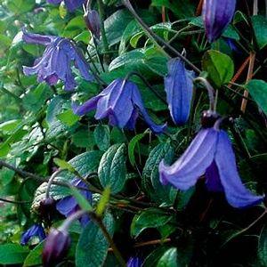 Solitary Clematis