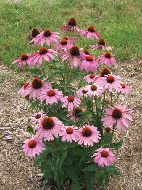 Prairie Splendor Coneflower, Coneflower
