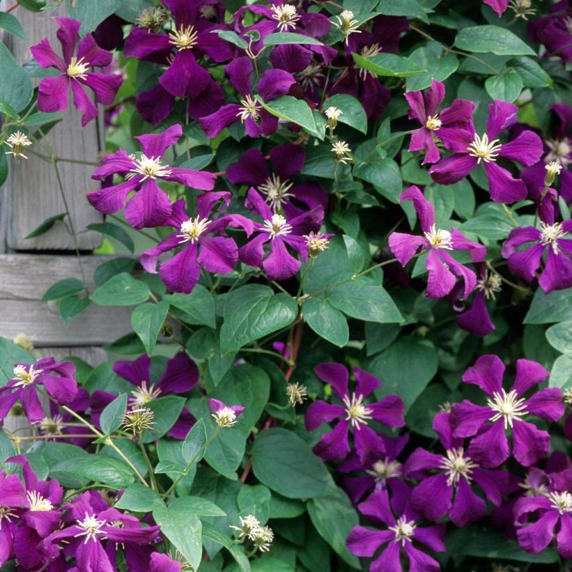 Etoile Violette Clematis