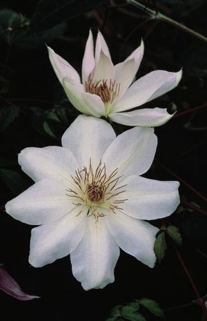 Henryi Clematis