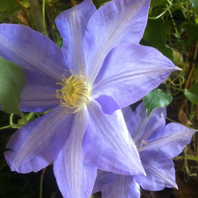 H.F. Young Clematis
