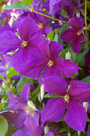 Jackmanii Clematis