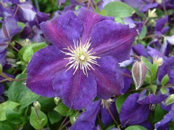 Jackmanii Superba Clematis