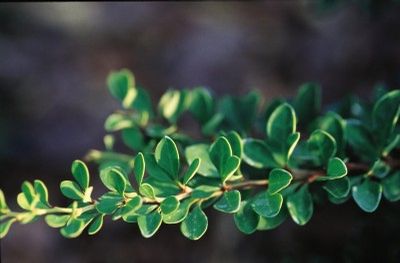 Bailgreen Jade Carousel® Barberry