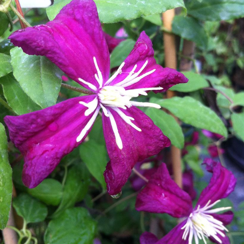 Madame Julia Correvon Clematis