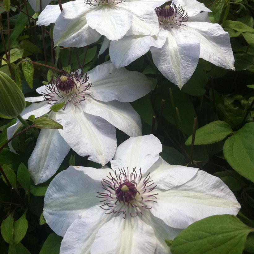 Miss Bateman Clematis