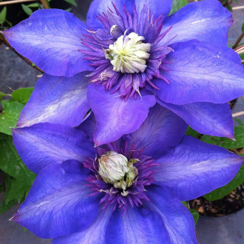Multi-Blue Clematis