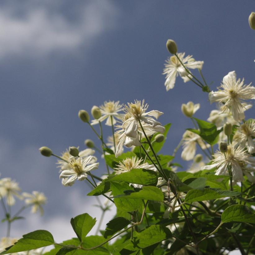 Summer Snow Clematis