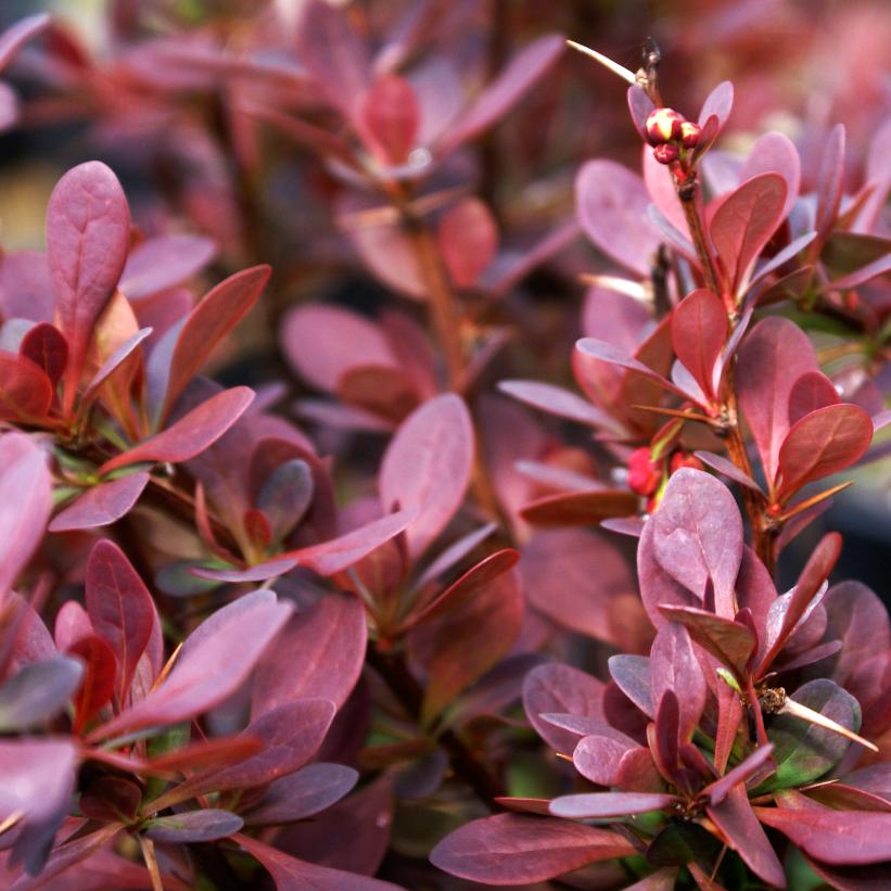 Bailone Ruby Carousel® Barberry