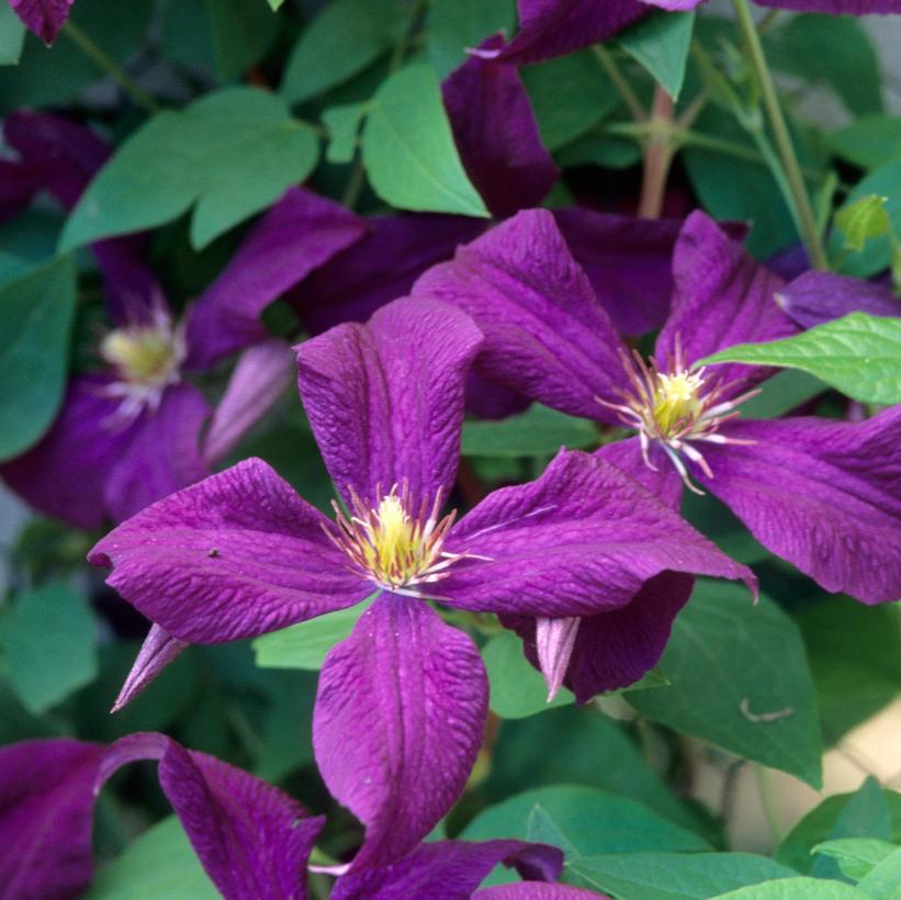 Polish Spirit Princess Diana Clematis