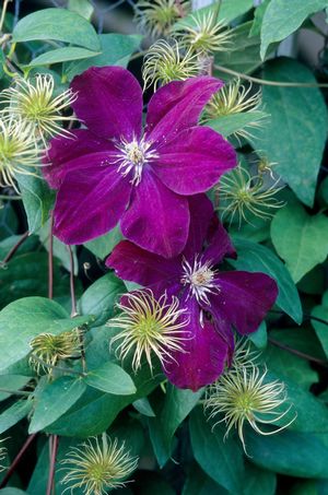 Red Cardinal Clematis