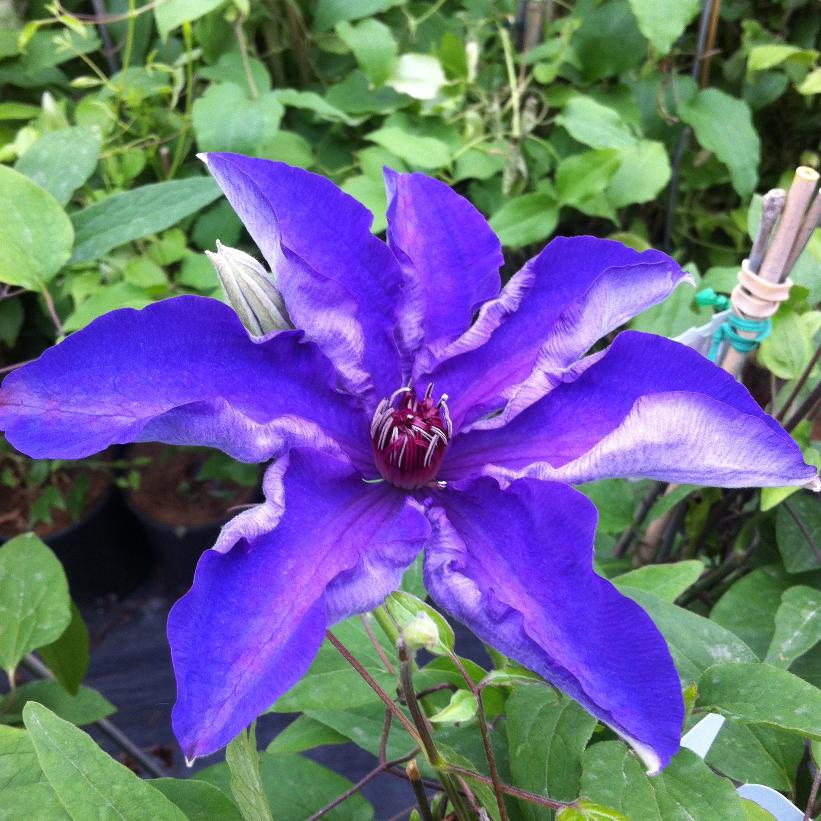 The President Clematis