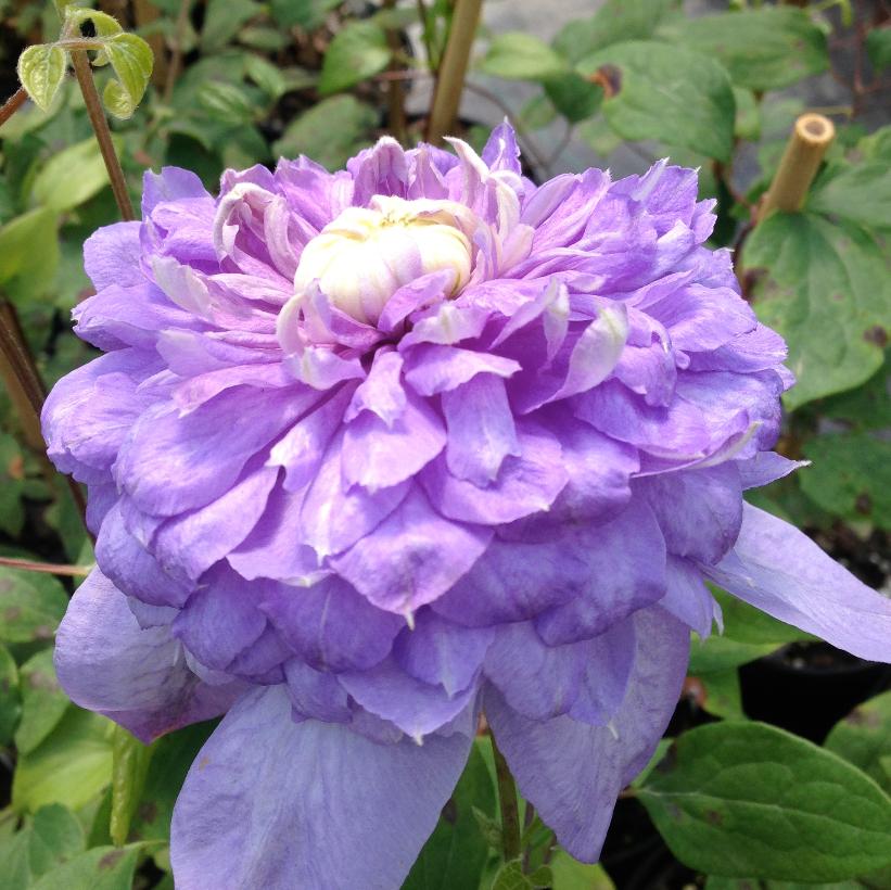 Blue Light Clematis
