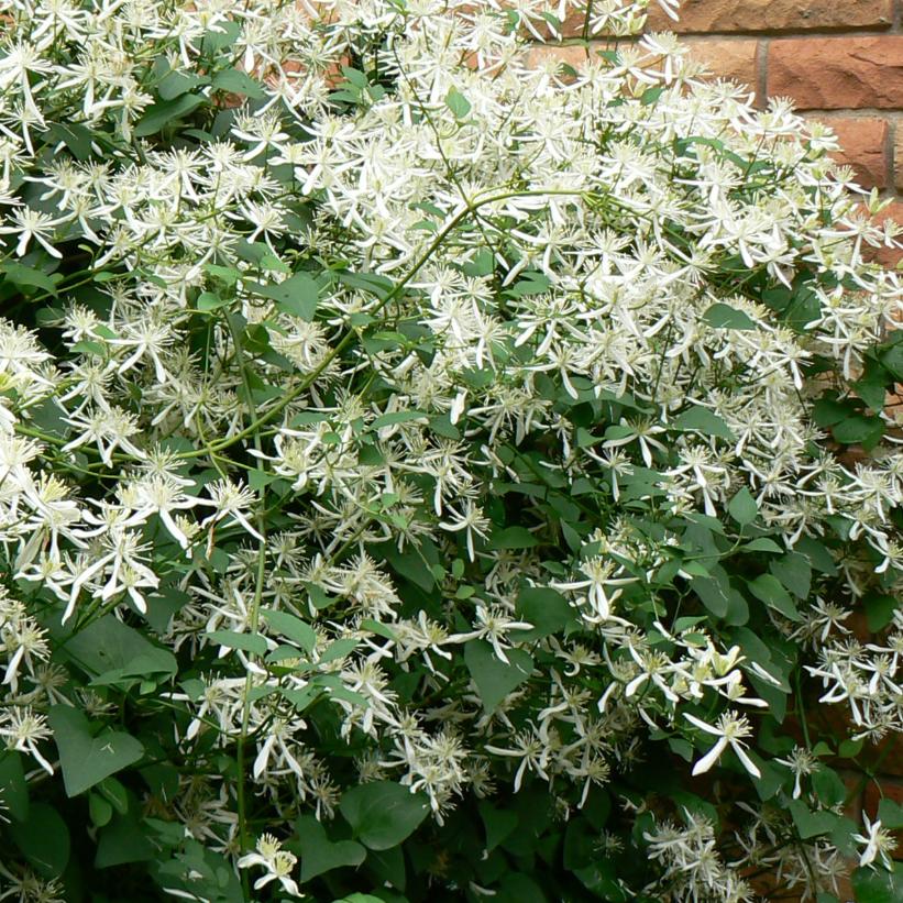 Sweet Autumn Clematis