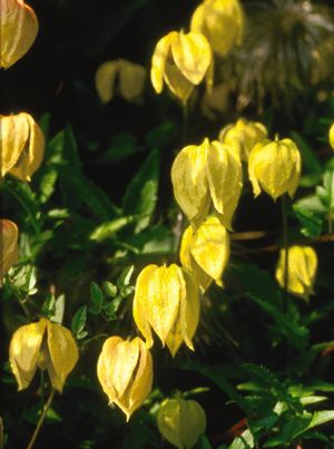 Golden Clematis, Russian Virgin&