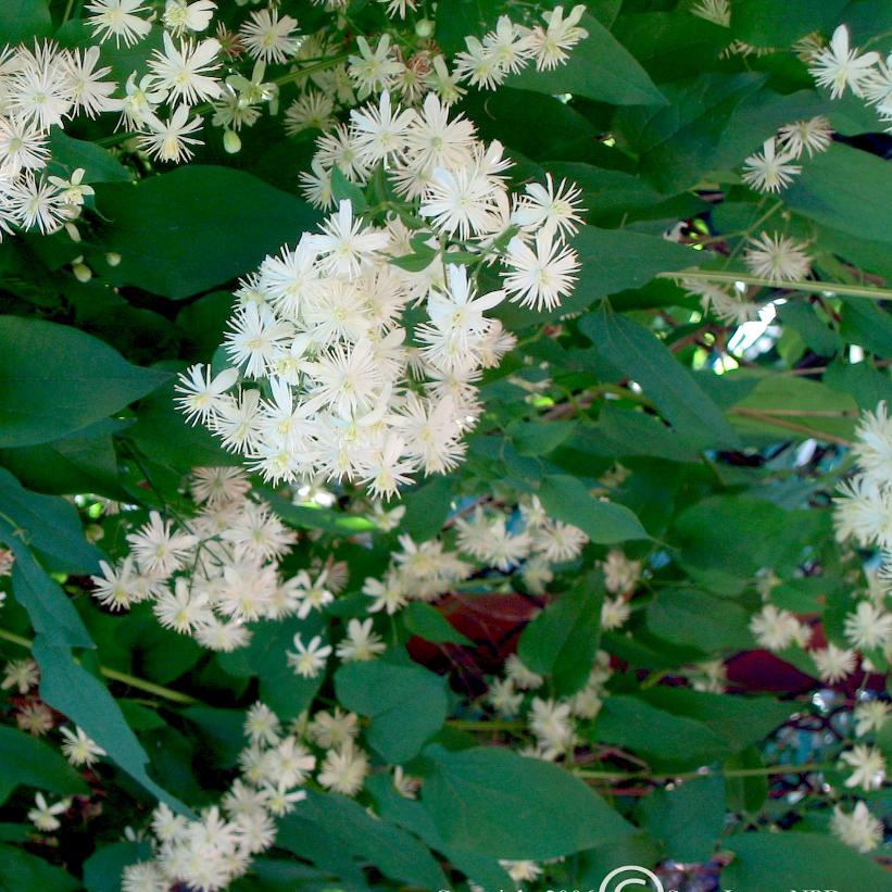 Virgin&