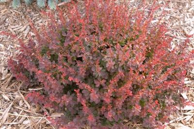 Gentry Royal Burgundy® Barberry