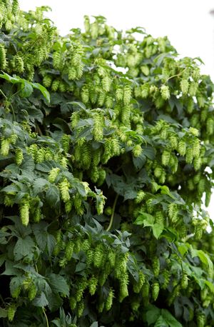 Ornamental Hop
