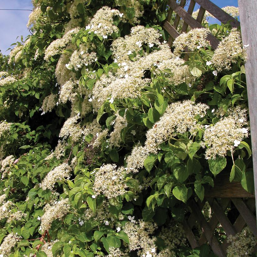 Climbing Hydrangea