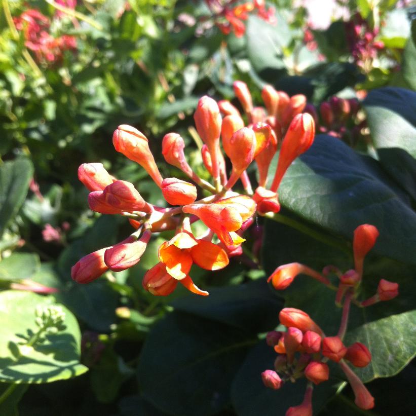 Magnifica Trumpet Honeysuckle, Coral Honeysuckle