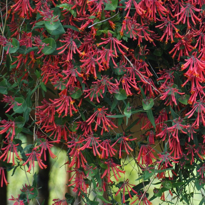 Major Wheeler Trumpet Honeysuckle, Coral Honeysuckle