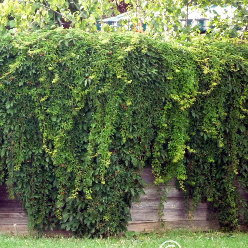 Virginia Creeper, Five-Finger Ivy