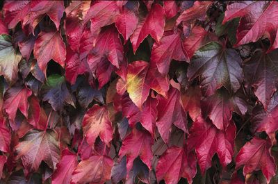 Boston Ivy, Veitch