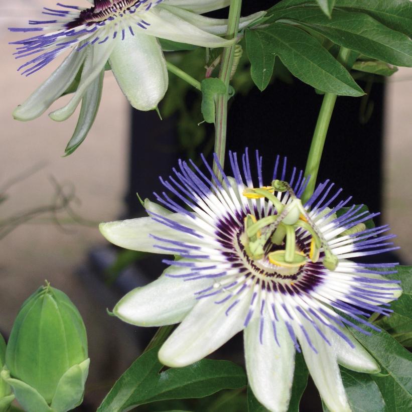 Passion Flower, May Pops, Apricot Vine, Blue Passion Flower
